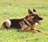 Adestramento de cães em Contagem