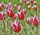 Floricultura em Contagem