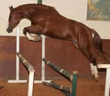 Haras e Hípicas em Contagem