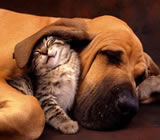 Hotéis para Cães e Gatos em Contagem