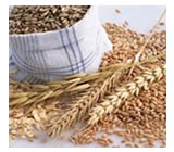 Ra&ccedil;&atilde;o Humana em Contagem